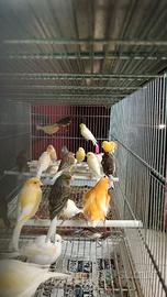 Canarini 2025 disponibili