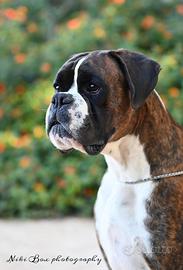 Cuccioli di boxer