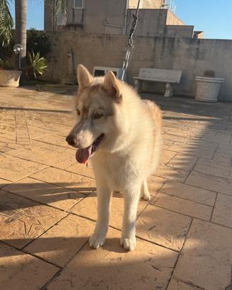 Siberiano Husky