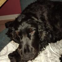 Cocker spaniel inglese