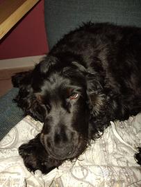 Cocker spaniel inglese