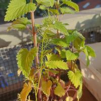 La vera Erba gatta (Nepeta cataria)