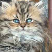 Cucciolo di persiano di 2 mesi e mezzo