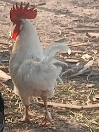 Galli