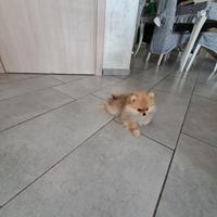 Cuccioli di spitz pomerania mini toy