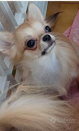 Chihuahua femmina enci