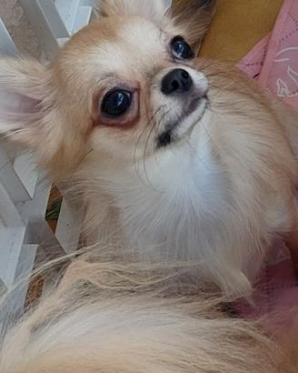 Chihuahua femmina enci