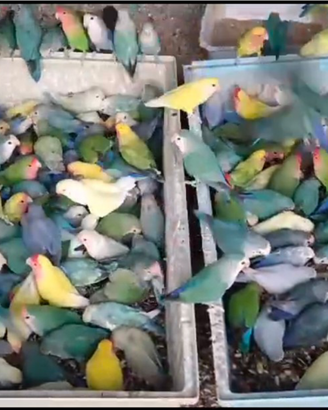 Coppie inseparabili