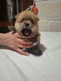 Cuccioli di spitz nano di Pomerania disponibili