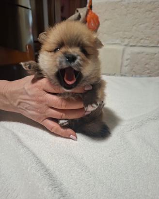 Cuccioli di spitz nano di Pomerania disponibili