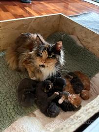 Gatti Maine coon