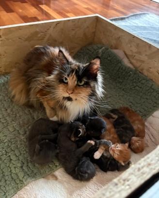 Gatti Maine coon