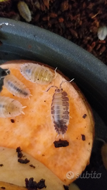 Isopodi Porcellio laevis milkback