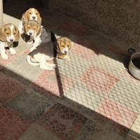Disponibili cuccioli di beagle originali