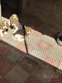 Disponibili cuccioli di beagle originali