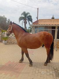 Cavallo polacco