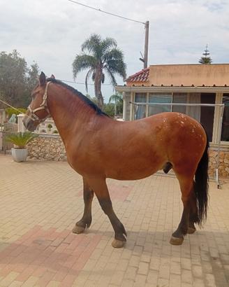 Cavallo polacco