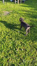 Cuccioli cane corso