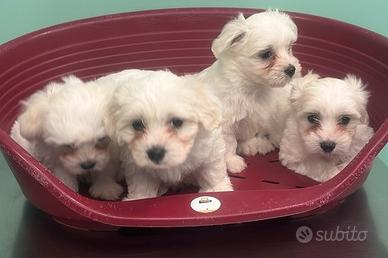 Maltese