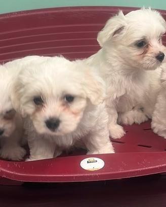 Maltese