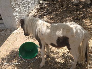 Mini pony