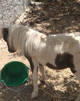 Mini pony