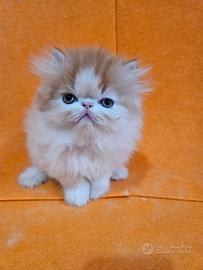Gatto persiano maschio ipertipico