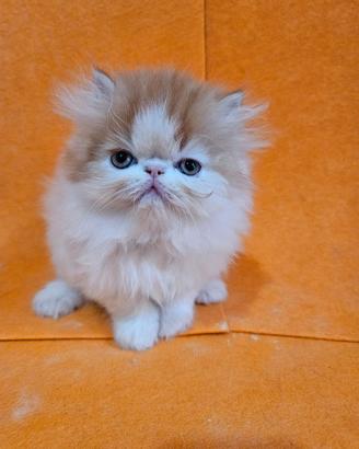 Gatto persiano maschio ipertipico
