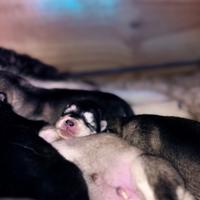 Cuccioli Alaskan Malamute