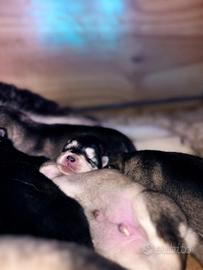 Cuccioli Alaskan Malamute