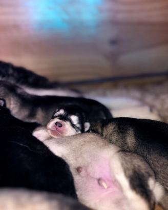 Cuccioli Alaskan Malamute