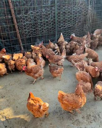 Galline ovaiole