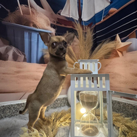 Chihuahua toy femmina fulva