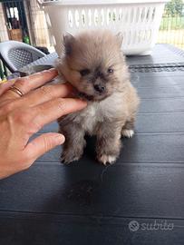 Volpino pomerania