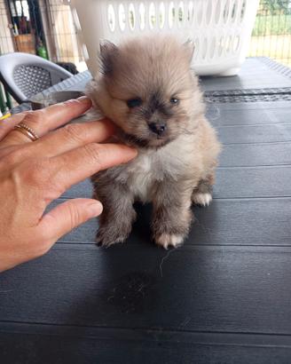 Volpino pomerania