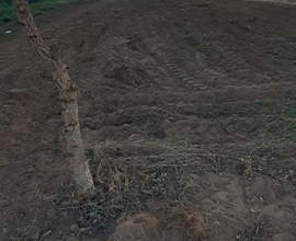 Nettuno Via Cadolino, 75 Terreno agricolo