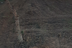 Nettuno Via Cadolino, 75 Terreno agricolo