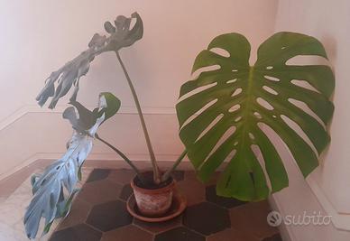 Monstera deliciosa