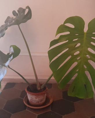 Monstera deliciosa