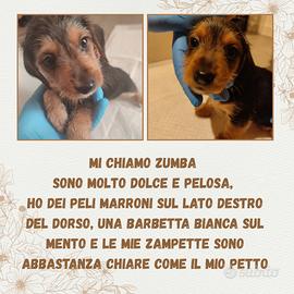 Ultima Feminuccia Dorkie disponibile