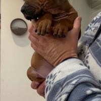 Cuccioli di Rhodesian Ridgeback con pedigree