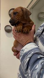 Cuccioli di Rhodesian Ridgeback con pedigree