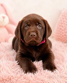Labrador Retriever con pedigree ENCI a BERGAMO