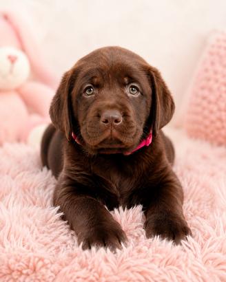 Labrador Retriever con pedigree ENCI a BERGAMO