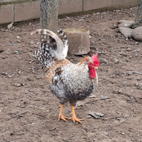 Galli Marans Legbar Australorp Moroseta