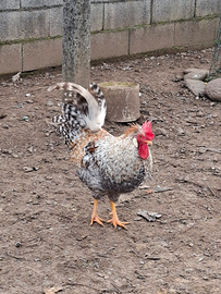 Galli Marans Legbar Australorp Moroseta