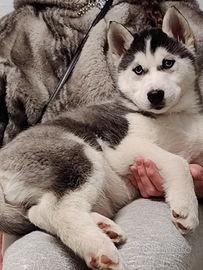 Cucciola di Siberian husky