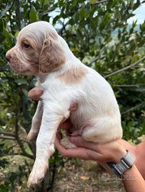 Cuccioli setter inglese