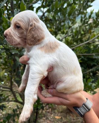 Cuccioli setter inglese