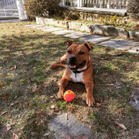 Staffordshire Bull Terrier